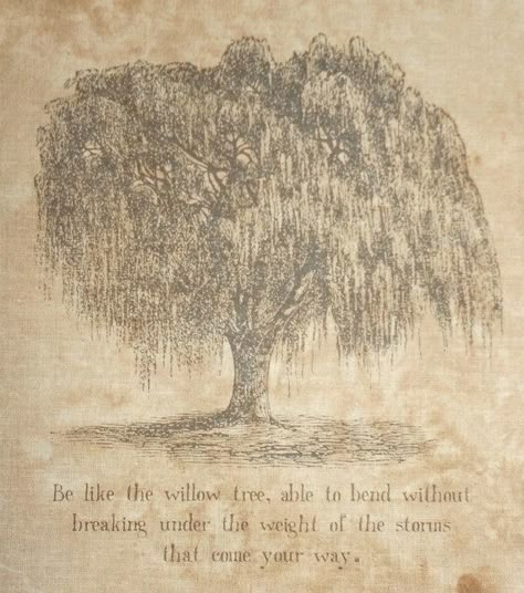 Willow Tree Quotes, Willow Tree Meaning, Tree Meanings, Tree Tat, Slowly Slowly, Willow Tree Tattoos, Tree Quotes, Weeping Willow Tree, Willow Trees