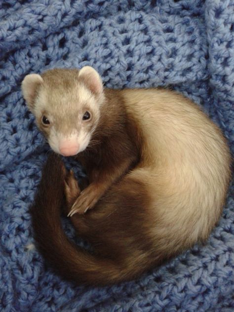 Cinnamon ferret Cinnamon Ferret, Ferret Supplies, Cute Ferrets, Ferret, Cinnamon, To Share