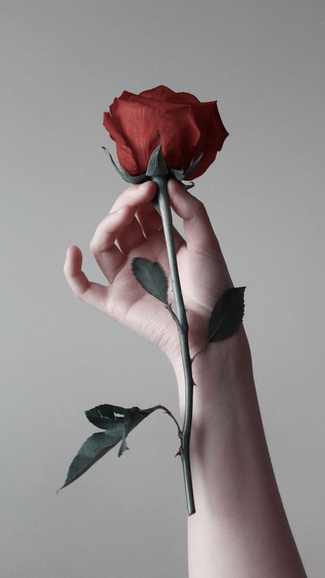 Hand Holding Rose, Rose In Hand, Rose Thorns, Roses Book, Be With Me, Hand Photo, Hand Reference, Rose Drawing, Never Forget You