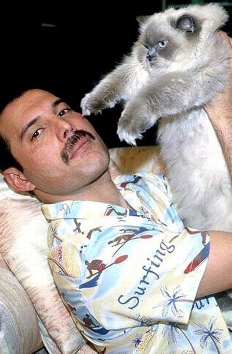 Funny Cat Compilation, Carol Vorderman, Tom Y Jerry, Freddy Mercury, Roger Taylor, Queen Freddie Mercury, Queen Pictures, John Deacon, Brian May