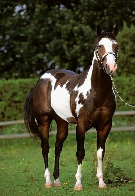 Cavalo Palomino, Cheval Pie, Buckskin Horse, American Paint Horse, Beautiful Horse Pictures, Pinto Horse, Paint Horse, American Paint, Quarter Horses