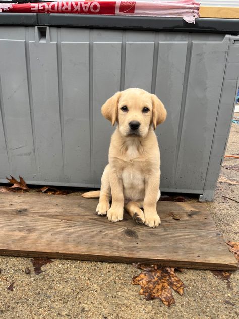 Yellow lab puppy at 9 weeks Yellow Labrador Retriever Puppy, Yellow Lab Aesthetic, Cute Labrador Puppies, Yellow Labrador Puppy, Yellow Lab Puppy, Yellow Lab Puppies, Cute Labrador, Yellow Labs, Labrador Puppies