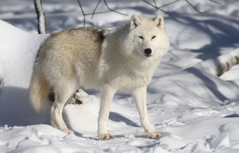 Arctic Wolf - Facts and Beyond | Biology Dictionary Types Of Wolves, Arctic Hare, Keystone Species, Arctic Wolf, Wildlife Habitat, Photo Competition, Endangered Animals, White Wolf, Wolf Howling