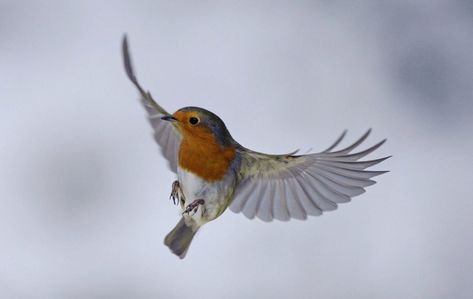 Robin In Flight, Robin Flying, Robin Bird Tattoos, Robin Tattoo, Robin Pictures, Vogel Tattoo, Winged Creatures, Image Film, Robin Bird