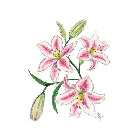 Pink Lilies 15 Flower Bouquet, 15 Bouquet, Kertas Vintage, Lilies Drawing, Lily Painting, Art Mignon, Flower Sketches, Floral Illustration, Arte Sketchbook