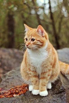 Cele Mai Drăguțe Animale, Koci Humor, Söt Katt, Orange Tabby Cats, Orange Cats, Haiwan Peliharaan, Cute Cat Gif, Cat Photography, Ginger Cats