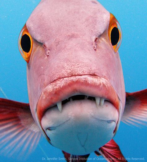 Why Hello There! Picture taken while diving in the Northern Line Islands/ not by me, of course Angry Fish, Weird Sea Creatures, Fish Face, Life Under The Sea, Pink Fish, Deep Sea Creatures, Weird Fish, Beautiful Sea Creatures, Underwater Creatures