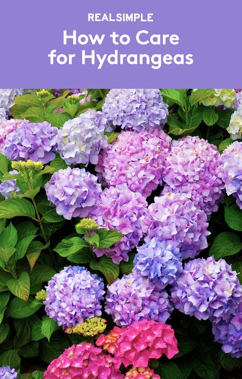 How to Care for Hydrangeas | Expert tips, whether they’re in a vase, potted, or in the ground. Plants That Love Shade, Pruning Hydrangeas, Hydrangea Bush, Hydrangea Care, Growing Hydrangeas, Hydrangea Garden, Organic Vegetable Garden, Planting Hydrangeas, Organic Gardening Tips