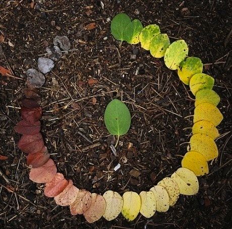 life cycle of a leaf - would be a cool project to frame Things Organized Neatly, Andy Goldsworthy, Cycle Of Life, Circle Of Life, Environmental Art, Land Art, A Circle, Color Wheel, Life Cycles