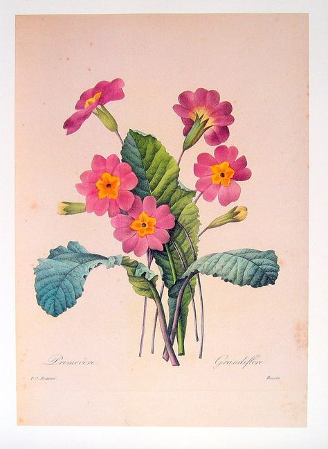 Redoute Flowers - Primula vulgaris - 1979 Vintage Flowers Book Plate Print  p168 Primrose Bouquet, Redoute Flowers, Primula Vulgaris, Pretty Bouquet, Vintage Botanical Illustration, Paint Flowers, Prettiest Bouquet, Botanical Illustration Vintage, How To Make Paper Flowers