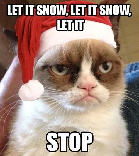 grumpy cat christmas pics | Let it snow | Grumpy Cat Christmas Funny Christmas Pics, Smart Ads, Cat Rules, Grumpy Kitty, Cat Rocks, Grumpy Cat Christmas, Science Cat, Grumpy Cat Meme, Grumpy Cat Quotes