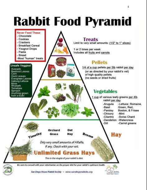 Bunny Care Tips, Rabbit Diet, Rabbit Habitat, Pet Rabbit Care, Rabbit Farm, Rabbit House, Raising Rabbits, Pet Bunny Rabbits, Indoor Rabbit