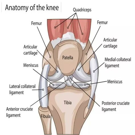 Physical Therapy Assistant Student, Cracking Knees, Leg Muscles Anatomy, Anatomy Of The Knee, Knee Anatomy, Patellofemoral Pain Syndrome, Anterior Cruciate Ligament, Physical Therapy Assistant, Basic Anatomy And Physiology