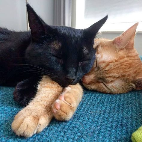 Orange And Black Cat Matching Pfp, Black And Orange Cat Duo, Orange And Black Cat Duo, Two Animals Together, 2 Cats Together, 2 Cute Cats, Animal Duos, Cats Kissing, Cats Dating