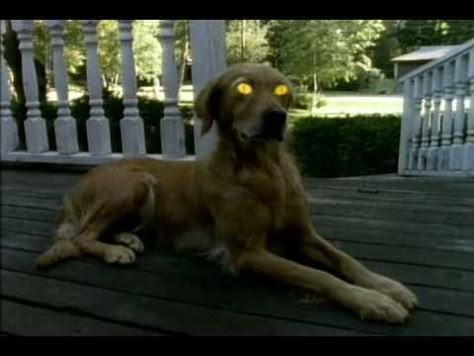 Goosebumps on tv. The dog always scared me in opening credits Goosebumps Aesthetic, In Rainbows Radiohead, Vashta Nerada, Scene Culture, Children Songs, Popular Book Series, Goosebumps Books, Most Popular Books, Lol Funny