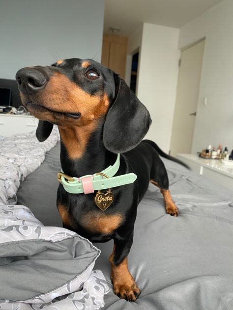 Greta loves her new collar and im in love with this brand #daschundstyle #daschund #daschundoftheday #daschundpuppies #dogcollars #dogs #dogstyle #puppy Brown Dashound, Daschund Puppies Aesthetic, Curly Hair Daschund, Daschund Dog, Daschund Puppies, Dachshund Dogs, Handmade Leather Dog Collar, Knitted Dog, Chocolate And Tan Dachshund Long Hair