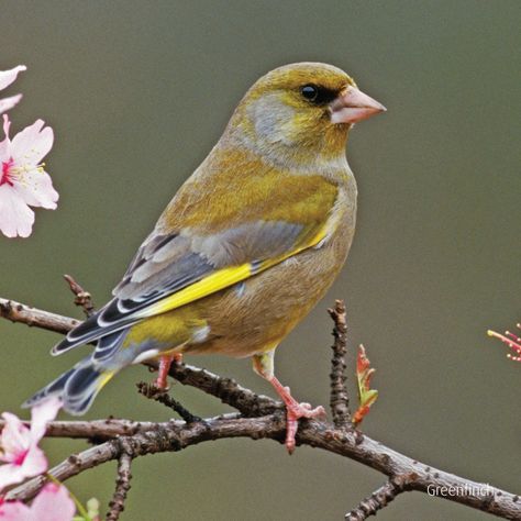 Greenfinch Ks3 Art, House Finch, Greenfinch, Finches Bird, Visual Impairment, Different Birds, British Wildlife, Uk Garden, Colorful Bird