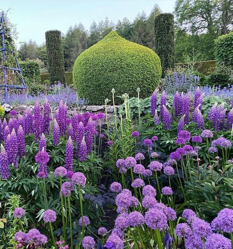 @gardenpotsandflowers posted on Instagram: “Topiary 🌳 and purple heaven 💜 @katecoulson #topiarygarden #topiary #englishgarden #buxus #purpleflowers #purple #allium #purpleallium…” • Apr 17, 2021 at 6:26am UTC Globemaster Allium, Allium Hollandicum, Allium Globemaster, Purple Allium, Topiary Garden, Herbaceous Border, Red Peonies, Garden Borders, Feb 7