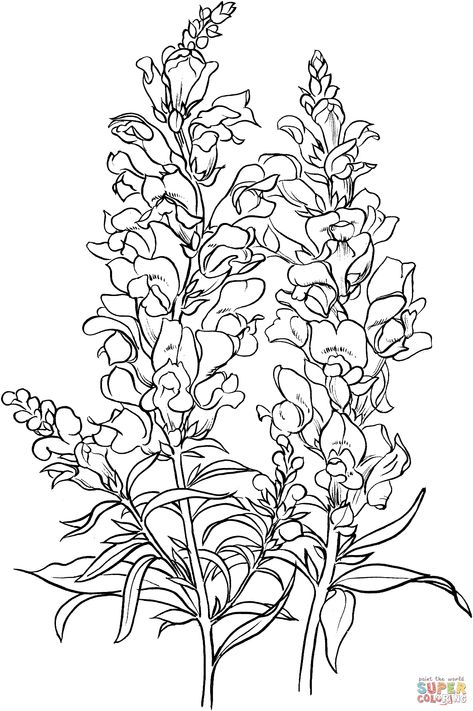 Snapdragon Flowers, Page And Plant, Flower Outline, Flower Sketches, Plant Drawing, Flower Coloring Pages, Plant Illustration, Cute Coloring Pages, Free Printable Coloring