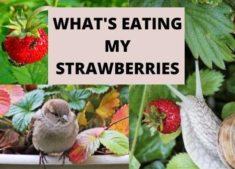 What’s Eating My Strawberries? Answered! Strawberry Pests Control, White Worms, Summer Planning, Green Bug, Plant Bugs, Strawberry Leaves, Organic Pest Control, Plant Pests, Strawberry Garden