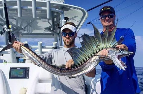 The Lancetfish are found in all of the depths of the oceans except the polar seas. They are often caught as bycatch by tuna fishers. Cool Fish, Deep Sea Creatures, Beautiful Sea Creatures, Underwater Creatures, Unusual Animals, Deep Sea Fishing, Pretty Animals, Sea Monsters, Ocean Creatures