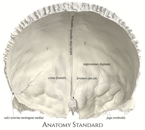 Frontal Bone, Bone Anatomy, Anatomy Bones, High Quality Pictures, Brain Art, Lower Extremity, Medicine Student, Human Anatomy Art, Medical Anatomy