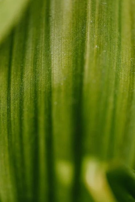 Macro Photography of Green Leaf · Free Stock Photo Nature Macro, Color And Texture, Plant Photography, Green Nature, Depth Of Field, Green Leaf, Macro Photography, Free Photos, Free Stock Photos