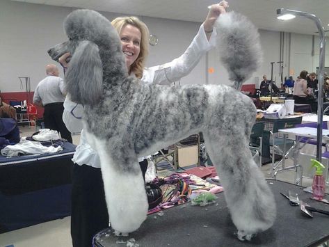 Brindle Poodle, Shaved Standard Poodle, Masculine Poodle Haircut, Standard Poodle Summer Cut, Standard Poodle Cuts, Poodle Creative Grooming, Standard Poodle Creative Grooming, Poodle Hair, Parti Poodle