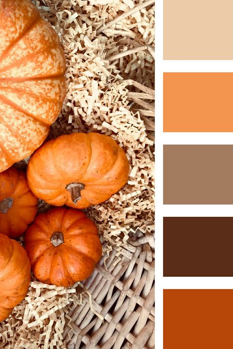 Fall Pallet Ideas Color Palettes, Pumpkin Colour Palette, Fall Palette Colour Schemes, Orange Fall Color Palette, Pumpkin Color Palette, Colour Palette Autumn, Thanksgiving Color Palette, Autumn Pallet, Color Palette Autumn