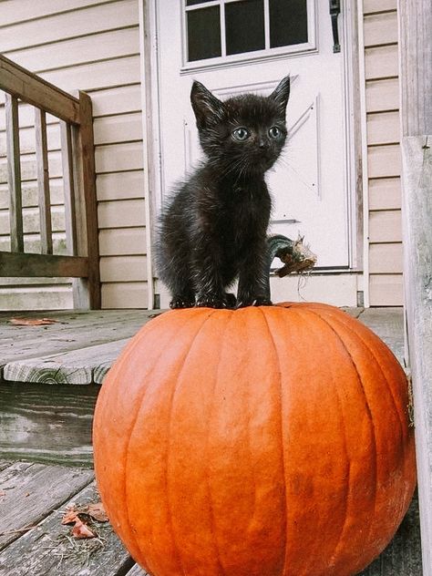 Fall Cats, Pumpkin Spice Season, Season Of The Witch, Baby Kittens, Fall Feels, Cat Aesthetic, We Fall In Love, Autumn Cozy, Autumn Aesthetic