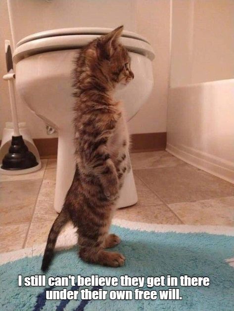 Bath and beyond Cat Standing, Cat Tanks, Cat Essentials, Cat Toilet, Cat Reference, Cat Lady Gift, Cat Stands, Cat Pose, Silly Cats Pictures