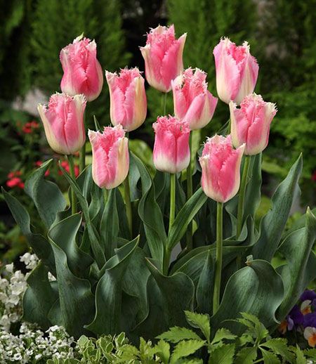 Tulip 'Fancy Frills' Landscaping Ideas, No Frills, Flower Garden, Tulips, Landscaping, Plants, Flowers