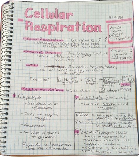 high school biology notes cellular respiration Honors Biology Notes, Cellular Respiration Notes, Respiration Notes, Notes High School, Aesthetics Notes, Biology Topics, Cell Biology Notes, Passive Transport, Bio Notes