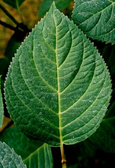 Nikko Blue Hydrangea, Annabelle Hydrangea, Types Of Hydrangeas, Hydrangea Leaves, Porch Plants, Amoled Wallpapers, Hydrangea Care, Hydrangea Not Blooming, Planting Hydrangeas