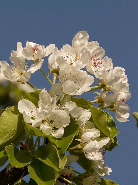 This is a Public Domain picture. apple, apple blossom, apple tree, flower Apple Blossom Tree, Apple Tree Flowers, Apple Tree Blossoms, Apple Plant, Apple Blossom Flower, Apple Flowers, Flower Names, Blossom Tree, Tree Free