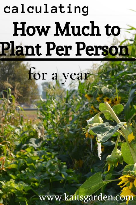 How Much To Grow For A Year, How Much To Plant For A Family Of 4, Garden Self Sufficient, How Much To Plant Per Person For A Year, How To Become Self Sufficient, Becoming Self Sufficient, How Many Plants Per Person, Beginning Homesteading, How Much To Plant Per Person