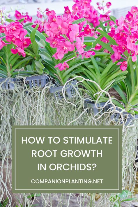 When growing orchids, most people focus on their flowers and leaves, paying little or no attention to the plant’s roots. Nevertheless, the beauty and the appeal of the entire orchid will depend on the health of its root system. Below, I’ll explain how to stimulate root growth in orchids and ensure the plant gets everything it needs to thrive. Orchid Roots, Rooting Hormone, Growing Orchids, Air Plant Terrarium, Succulent Soil, All Fruits, Fertilizer For Plants, New Roots, Root Growth