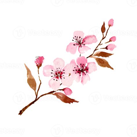 Sakura Watercolor, Bujo Printables, Watercolor Painting Easy, Ornamental Cherry, Sakura Mochi, Cherry Blossom Watercolor, Watercolor Border, Sakura Art, Sakura Flowers