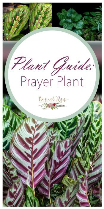 To start growing, place your plant in an area of indirect sunlight, in a large pot full of well-draining soil. Too much sun can cause the leaves on your plant to scorch and it can be difficult for the plant to recover. Due to that, I recommend placing the Prayer Plant in an eastern or northern facing bedroom room of the home. Water only when the top 1/2 inch of soil feels dry . Praying Plant Care, Praying Plant, Plant Tips And Tricks, Prayer Plant Care, Low Light House Plants, Plant Friends, Snake Plant Care, Prayer Garden, Plant Tips