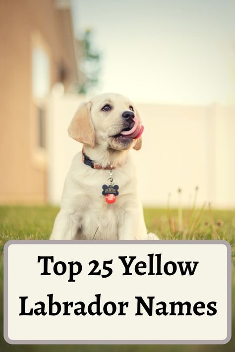 English Yellow Lab, Yellow Labs Dogs, Lab Puppy Names, Lab Puppies Yellow, Male Dog Names Unique, Yellow Labrador Puppies, Golden Labrador Puppy, English Labrador Retriever, English Lab Puppies