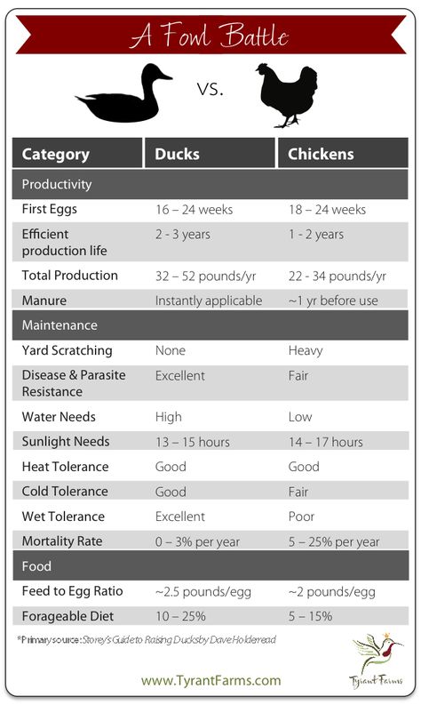 Ducks Vs Chickens, Hatching Duck Eggs, Backyard Ducks, Duck Coop, Duck Farming, Raising Ducks, Duck House, Duck Eggs, Comparison Chart