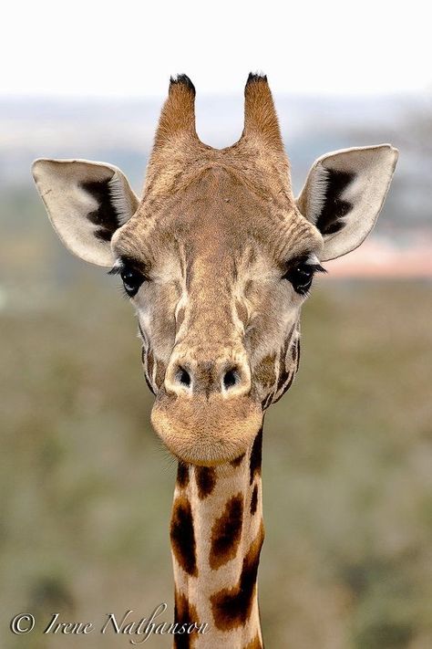 Giraffe Photography, Giraffe Portrait, Giraffe Face, Giraffe Images, Giraffe Photos, Giraffe Pictures, Steve Irwin, Giraffe Art, Face To Face