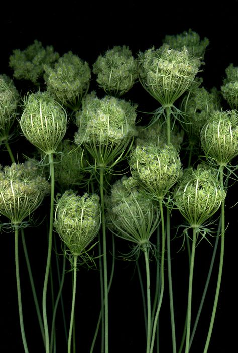 Lobelia Cardinalis, Botanisk Illustration, Daucus Carota, Queen Annes Lace, Deco Floral, Pretty Green, Seed Pods, Arte Floral, Ranunculus