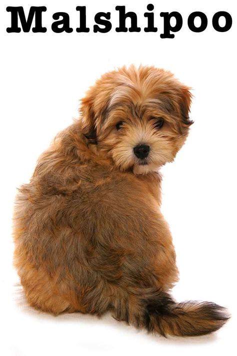 A Malshipoo combines three breeds into one small, cute package. This mix includes the Maltese, Shih Tzu, and Poodle breeds. Generally a Miniature or Toy Poodle will be used, in order to keep the size of the resulting hybrid small. Poodle Breeds, Shih Tzu Poodle Mix, Maltese Poodle Mix, Poodle Mix Puppies, Shih Tzu Poodle, Crochet Dog Clothes, Very Small Dogs, Maltese Shih Tzu, Maltese Poodle