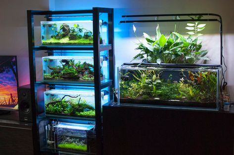 Bookshelf of Aquariums - Page 17 - The Planted Tank Forum Aquarium Garden, Fish Tank Stand, Fish Tank Terrarium, Aquascape Design, Betta Aquarium, Reptile Room, Fresh Water Fish Tank, Nano Aquarium, Fishing Room