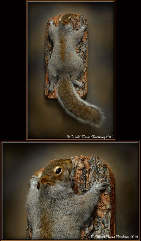 Squirrel Mounts Ideas, Squirrel Mounts Taxidermy, Taxidermy Squirrel, Fox Taxidermy, Deer Mount Decor, Hunting Man Cave, Duck Mount, Animal Mounts, Taxidermy Decor