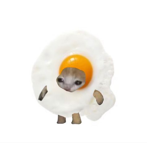 I made an egg Egg Pfp Food, Cat With Yogurt On Face, Gato Pan, Good Night Cats, Egg Meme, Names For Cats, Egg Dog, Egg Funny, Icon Cat