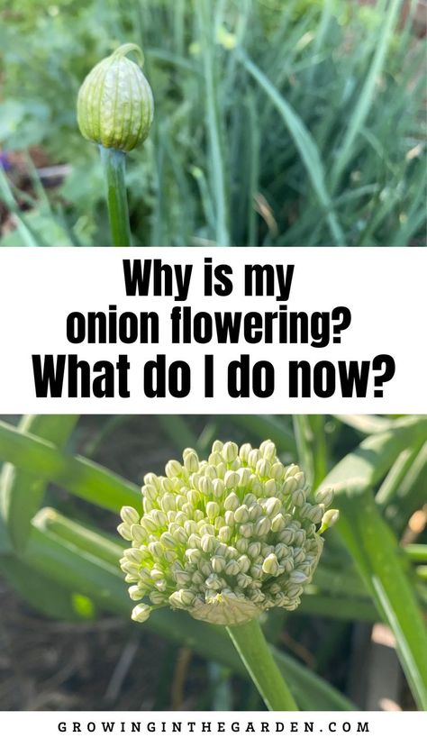 Onion Garden, Growing Onions From Seed, Green Onions Growing, What Do I Do Now, Growing Cilantro, Onion Flower, Growing Onions, Wild Onions, Onion Bulbs