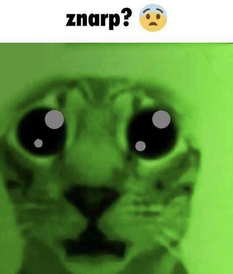 Gnarp Gnarp Meme, Gleep Glorp Cat, Gnarp Gnarp Cats, Gnarpy Pfp, Gnarp Gnarp, Alien Animals, Alien Cat, Posca Art, Animatronic Fnaf