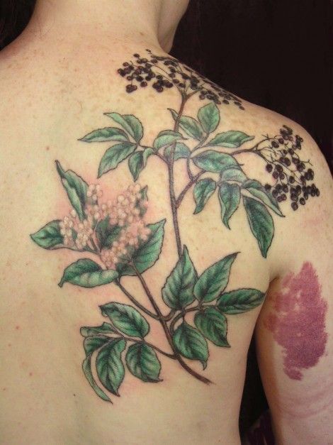 Elderberry tattoo Bush Tattoo, Tree Branch Tattoo, Elderberry Bush, Branch Tattoo, Black Cat Tattoos, Tea Plant, Botanical Tattoo, Makeup Tattoos, Sister Tattoos